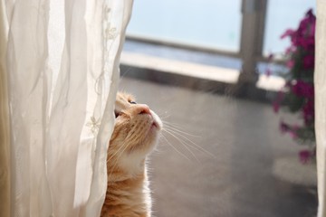カーテン影から上を見る猫アメリカンショートヘアー