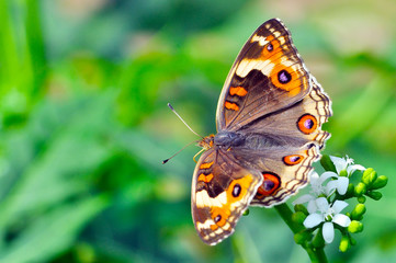 butterfly on flower