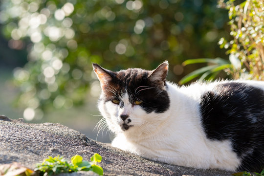 Die 36 Besten Bilder Stock Fotos Und Vektorgrafiken Zu 猫 野良猫 かわいい 人懐っこい Adobe Stock Die 36 Besten Bilder Stock Fotos Und Vektorgrafiken Zu 猫 野良猫 かわいい 人懐っこい Adobe Stock