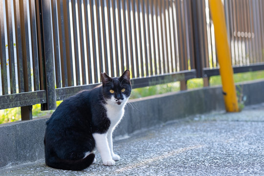 36 Best 猫 野良猫 かわいい 人懐っこい Images Stock Photos Vectors Adobe Stock 36 Best 猫 野良猫 かわいい 人懐っこい Images Stock Photos Vectors Adobe Stock