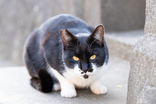 36 Best 猫 野良猫 かわいい 人懐っこい Images Stock Photos Vectors Adobe Stock 36 Best 猫 野良猫 かわいい 人懐っこい Images Stock Photos Vectors Adobe Stock
