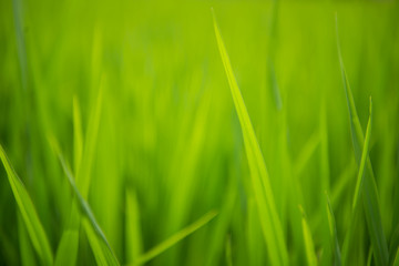 Fototapeta na wymiar closeup rice field