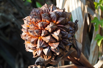 Nypah palm flower and fruits