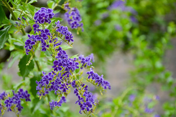 Obraz premium Flower