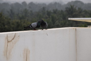 lovely birds pigeon