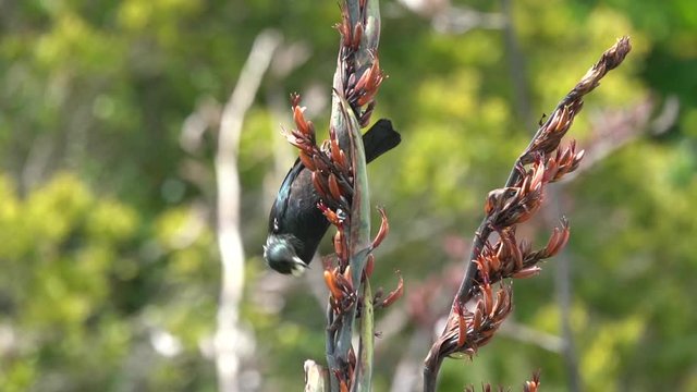 A New Zealand Tui Bird feeding in slow motion