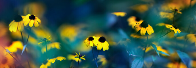 Small yellow bright summer flowers on a background of blue and green foliage in a fairy garden. Macro artistic image. Banner format.