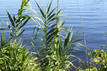 Fototapeta na wymiar Plants on blue water background in Florida nature 