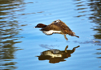 Make White-eyed Duck