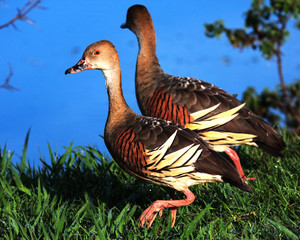 Plumed Whistling Duck
