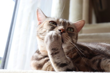 陽だまりで毛繕いする猫アメリカンショートヘアー