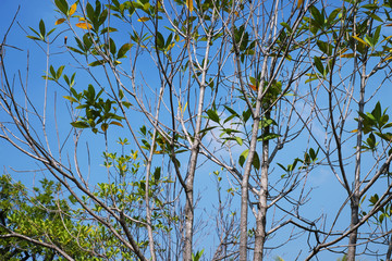 Tree branches with leaves on blue sky background 1