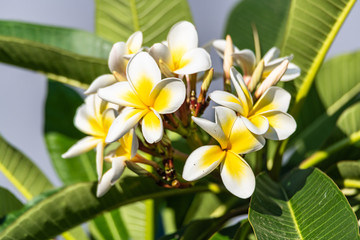 Yellow and White Frangipani Flowers under a Smoke Filled Sky