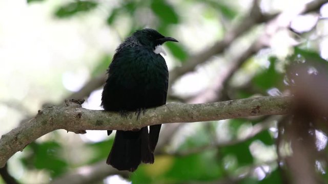 A New Zealand Tui Bird perched and singing on a tree in slow motion