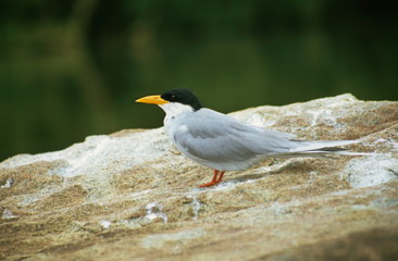 River Tern (Sterna aurantia) Rangantittu Bird Sanctuary, India
