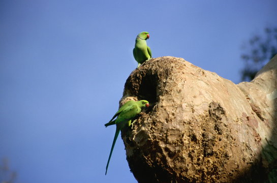 Rose Ringed Parakeet at Tadoba Tadoba Andhari Tiger Reserve, Maharashtra, India