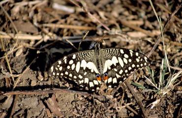 Lime Butterfly from Nagzira Wildlife Sanctuary