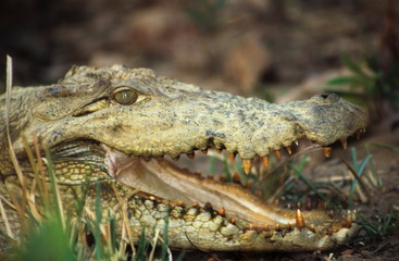 Marsh Crocodile at Tadoba Tadoba Andhari Tiger Reserve, Maharashtra, India.