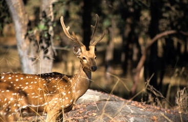 Naklejka na ściany i meble Chital Stag at Kanha Tiger Reserve, Madhya Pradesh, India