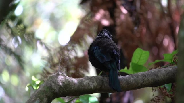 A New Zealand Tui Bird perched and singing on a tree in slow motion