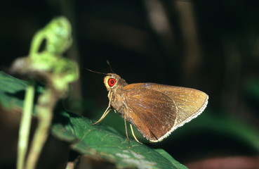 Obraz premium Red Eye shot at Borivali National Park. Mumbai, Maharasthra, India