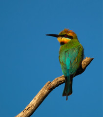 Rainbow Bee-eater