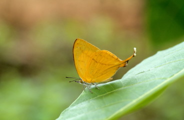 Yamfly shot at Borivali National Park, Mumbai, Maharasthra, India