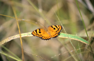 Obraz premium Baronet from Tadoba Tiger Reserve, India