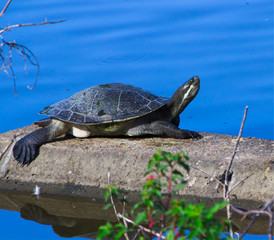 Fototapeta premium Turtle