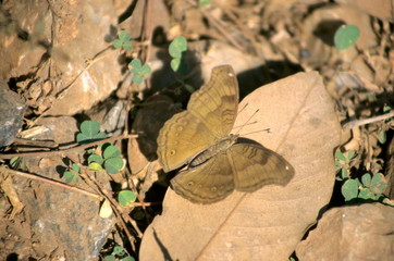 Naklejka premium Chocolate Pansy at Tadoba Tiger Reserve, India