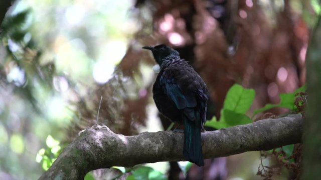 A New Zealand Tui Bird perched and singing on a tree in slow motion