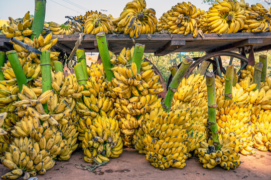 .Fresh and ripe bananas in a traditional grocery market. Spontaneous market concept