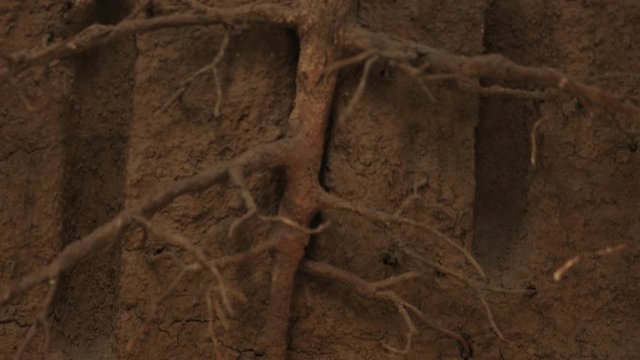 Plant roots in the underground, open shot, cicada nymph on the top left