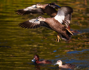Pacific Black Ducks Landing