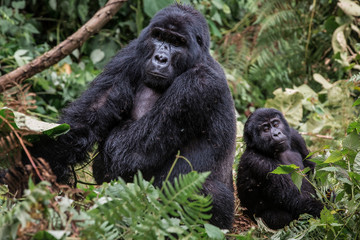 A black gorilla with a baby chewing vegetation in the wild deep in the jungle