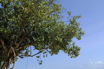 Detail of Leaves Against a Clear Sky