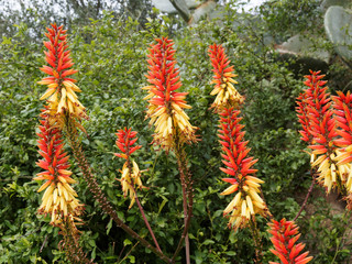 Gros plan sur de magnifique grappes d'épis floraux jaune et orange d'aloe africana ou aloès du Cap 