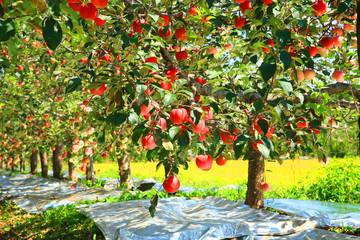 Apple orchard