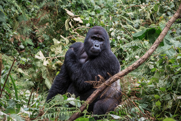 the leader of a pack of gorillas, silver back poses in the depths of the jungle