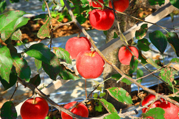Apple orchard