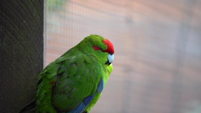 A Red-Crowned Parakeet or Kakariki in a cage in New Zealand