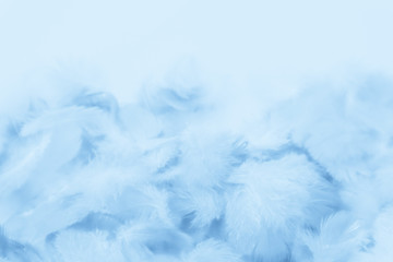 Beautiful abstract colorful purple and blue feathers on white background and soft white pink feather texture on white pattern and blue background