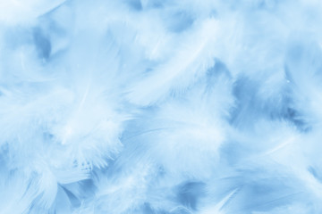 Fototapeta na wymiar Beautiful abstract colorful purple and blue feathers on white background and soft white pink feather texture on white pattern and blue background