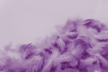 Fototapeta premium Beautiful abstract colorful blue and light purple feathers on white background and soft white pink feather texture on white pattern and purple background