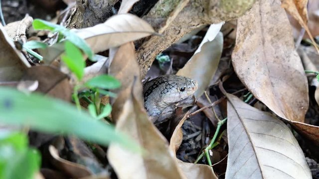 Close - up head of The Banded kukri snake ( Oligodon fasciolatus ) in forest, Black stripes on the body of brown reptile, Poisonous reptile hiding under brown dry leaf on dirt land in Thailand