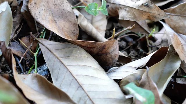 The Banded kukri snake ( Oligodon fasciolatus ) in forest, Black stripes on the body of brown reptile, Poisonous reptile hiding under brown dry leaf on dirt land in Thailand