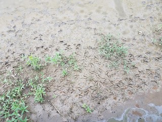 goose footprints on mud with water and green plants
