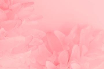 Beautiful abstract color white and pink flowers on white background and white flower frame and orange leaves background texture, flowers banner