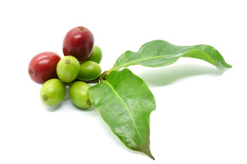 Coffee berries on branch and green leaves coffee on white background.