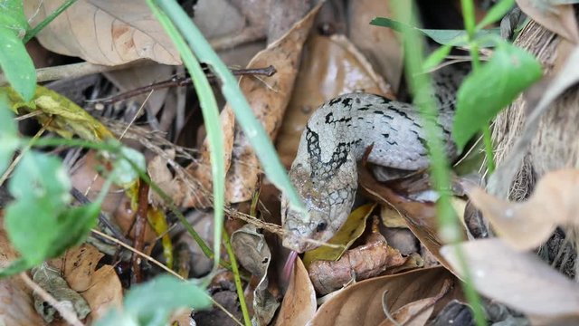 Close - up head of The Banded kukri snake ( Oligodon fasciolatus ) in forest, Black stripes on the body of brown reptile, Poisonous reptile hiding under brown dry leaf on dirt land in Thailand